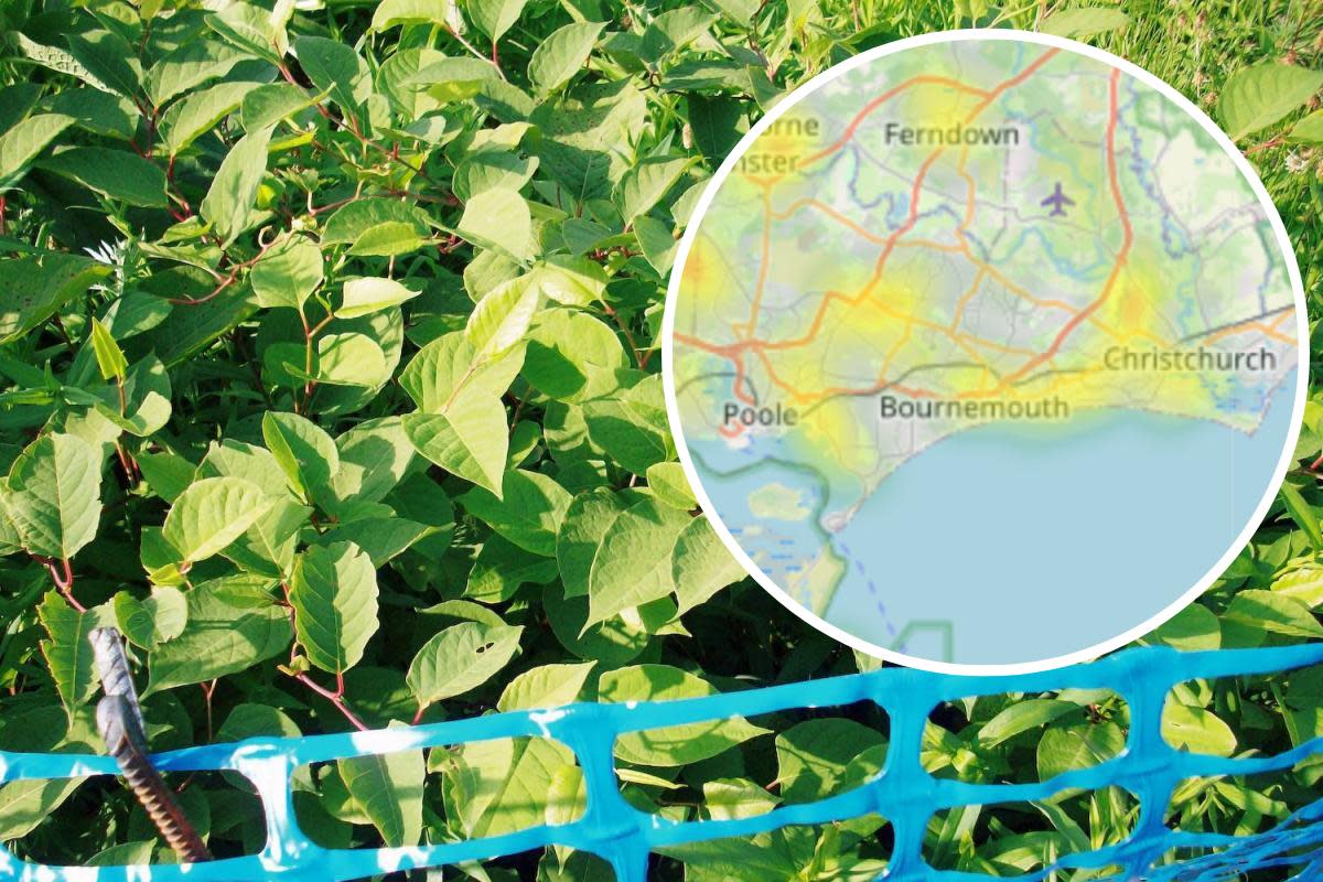 There are plenty of occurrences of Japanese Knotweed that have been reported around Dorset <i>(Image: Environet/PA)</i>