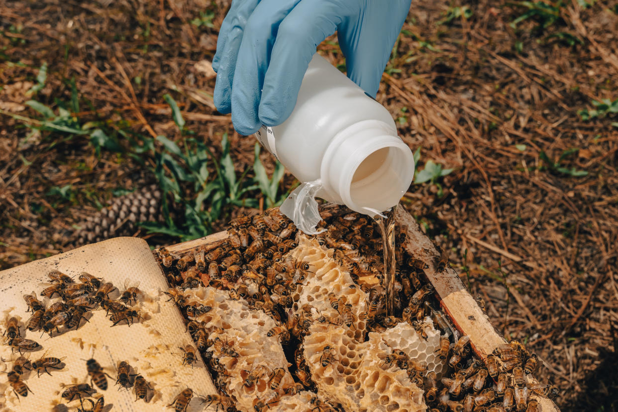 Pouring GreenLight treatment in a bee hive.