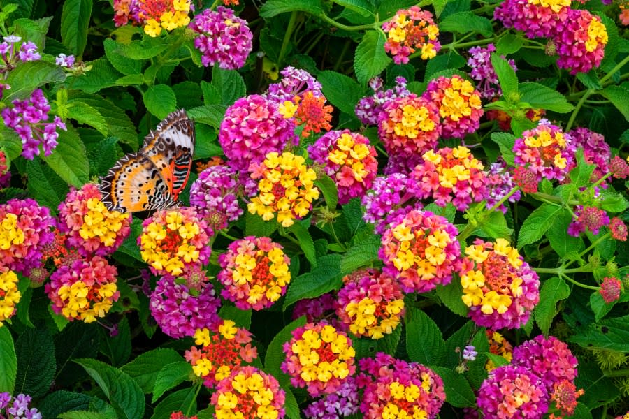 Pink and yellow Lantana Camara Flowers Orange butterfly feeding on flower.