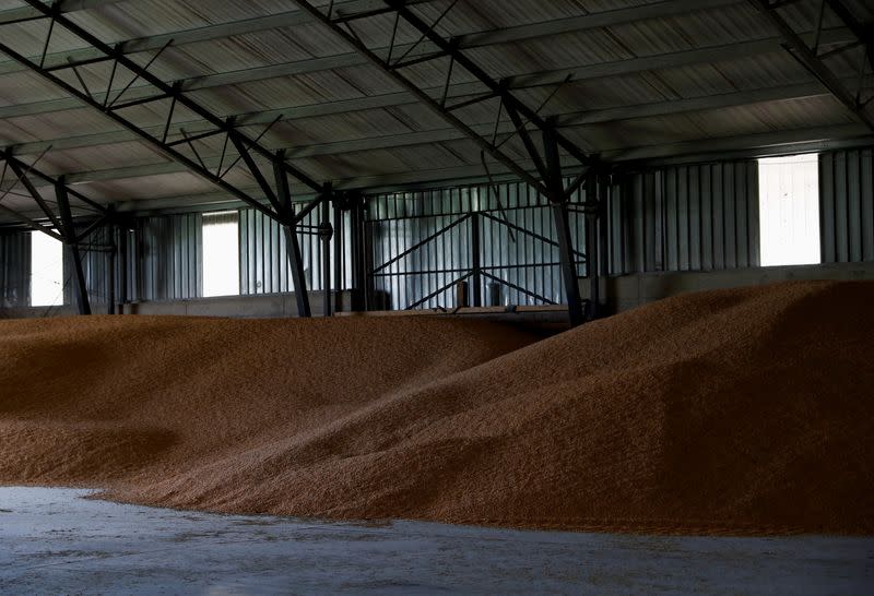 Corn sits at a grain storage in a farm, in Timar