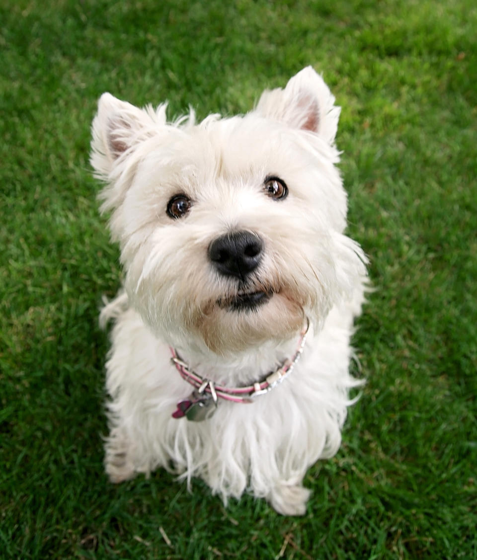 westie puppy dog eyes