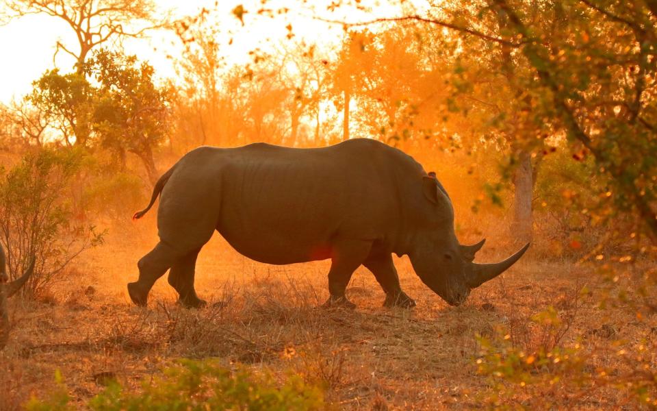 Rhino conservation Covid - jacobeukman/iStockphoto