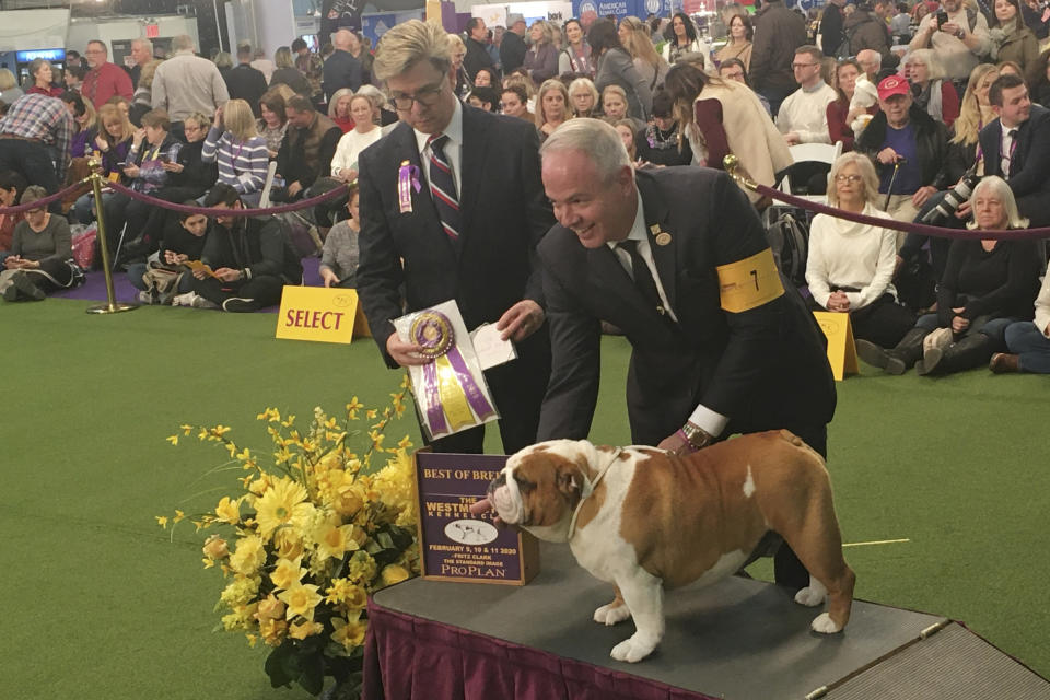 Thor the bulldog poses with handler Eduardo Paris after winning best of breed at the 144th Westminster Kennel Club dog show, Monday, Feb. 10, 2020, in New York. Thor has drawn quite a following after winning the National Dog Show televised on Thanksgiving Day. Person at left is unidentified.(AP Photo/Ginger Tidwell-Walker)