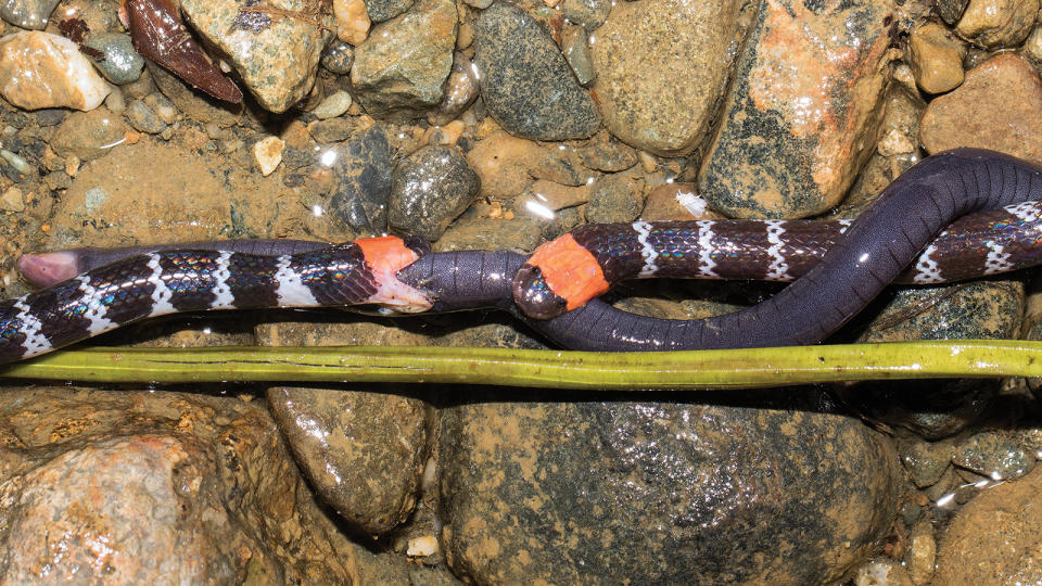 A wider angle of the two coral snakes biting the caecilian.