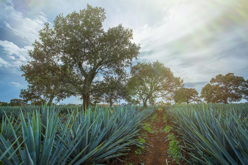 Landscape blue agave in Jalisco, Mexico