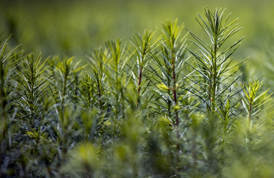 FILE - Douglas Fir seedlings grow at New Mexico State University's John T. Harrington Forestry Research Center in Mora, northern New Mexico, Aug. 24, 2022. The NMSU center plays a vital role in the reforestation process of ravaged areas affected by wildfires in the state of New Mexico. House Republicans are searching for solutions to climate change without restricting American-produced energy that comes from burning oil, coal and gas. (AP Photo/Andres Leighton, File)