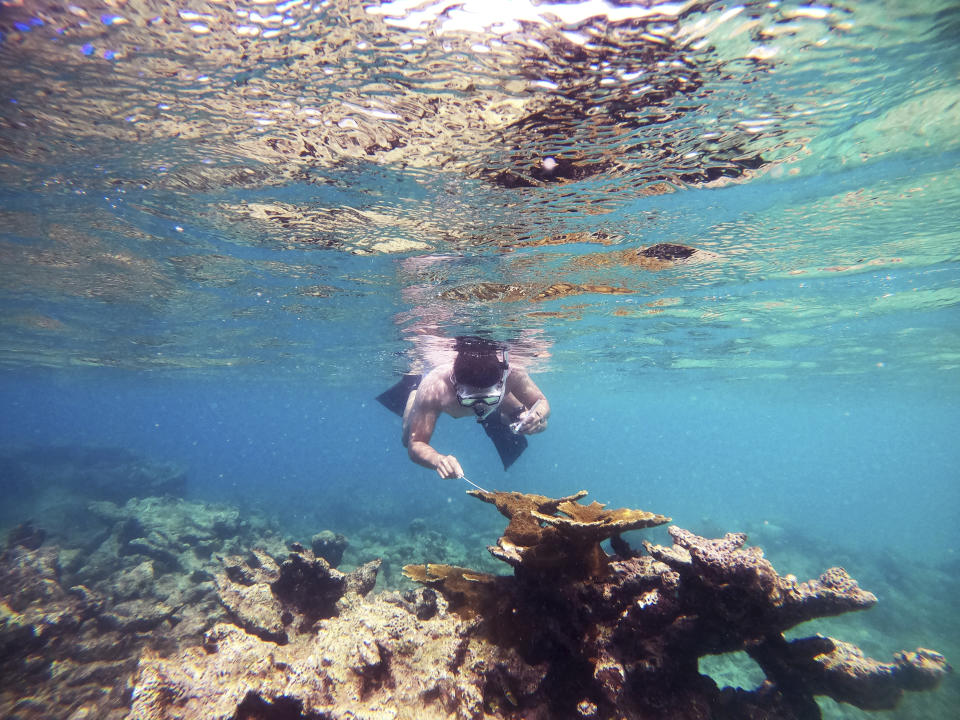 In this photo provided by researchers, Cornell University graduate student Brayan Vilanova Cuevas collects a swab sample from the surface of corals in St. Thomas, U.S. Virgin Islands in September 2022. A tiny single-celled organism is to blame for a massive die-off of sea urchins in the Caribbean in 2022, researchers reported Wednesday, April 19, 2023, in the journalScience Advances. (Ian Hewson/Cornell University via AP)