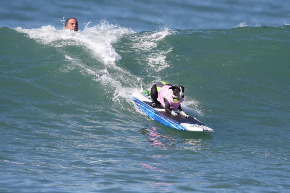 <p>A dog rides a wave during the Surf City Surf Dog competition in Huntington Beach, California, U.S., September 25, 2016. REUTERS/Lucy Nicholson</p>