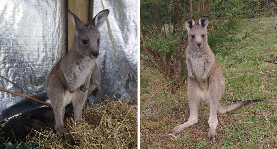 Mia stretches her legs at the wildlife shelter following her late-night rescue. Source: Amaroo Wildlife Shelter