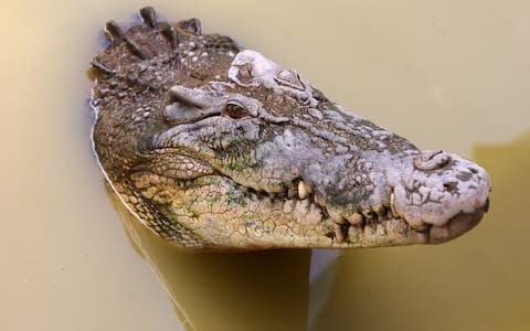 A 'saltie' crocodile in Darwin - Credit: iStock