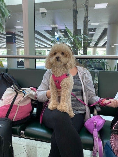 This is Wilbur, a Mini-Poodle, sitting on its owner's lap at Southwest Florida International Airport on March 1. Wilbur, from the Bronx in New York City, was patiently waiting for a flight back home from Fort Myers.