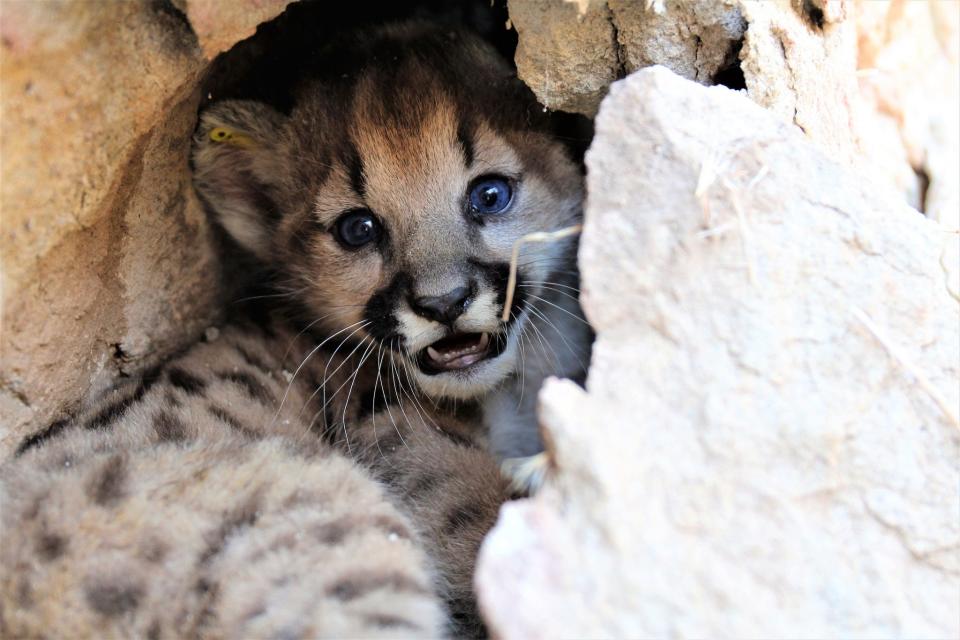 A mountain lion tracked by biologists in mountains near Los Angeles gave birth over the summer to four healthy kittens, officials said this week.