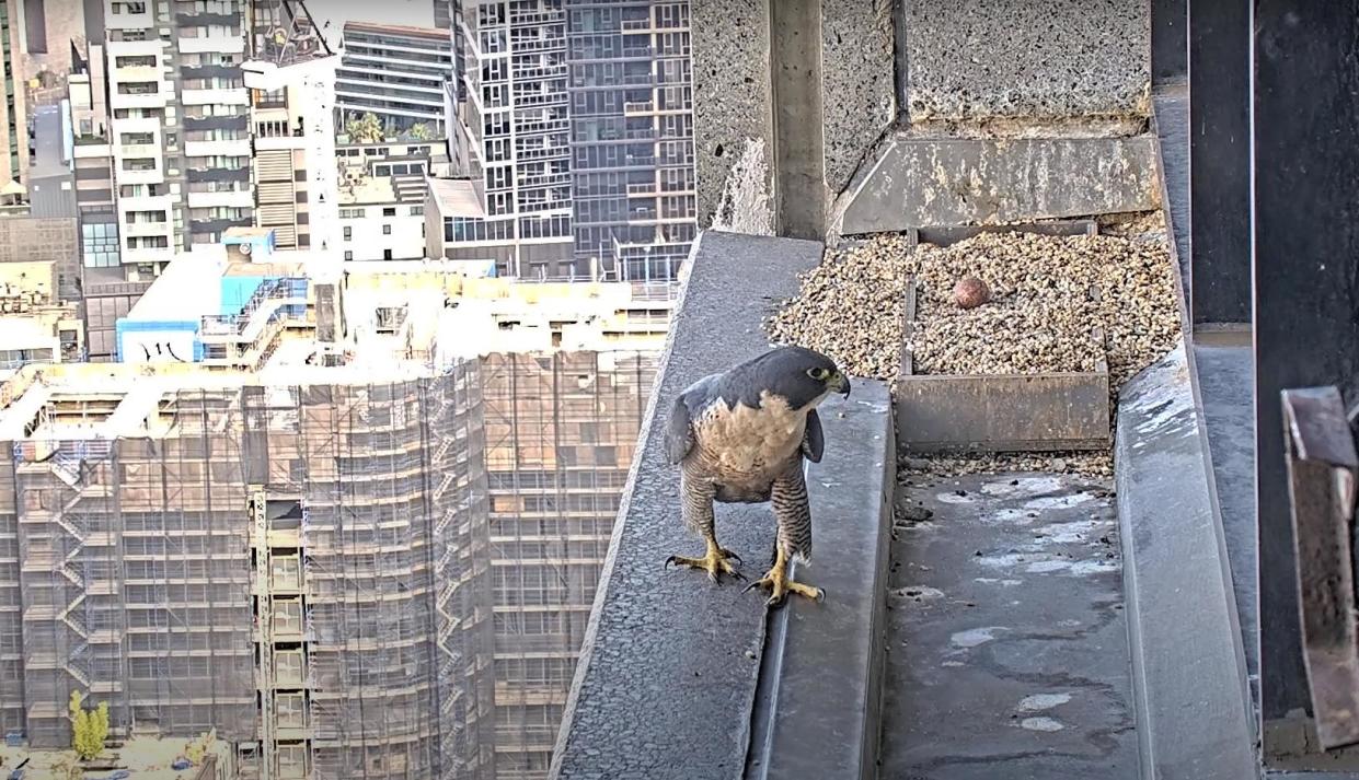 <span>A female peregrine falcon with the first egg of the season at 367 Collins Street in Melbourne.</span><span>Photograph: 367 Collins Falcons live stream</span>