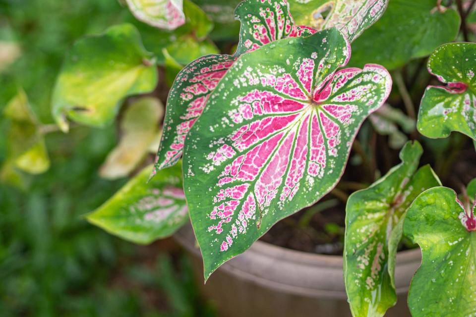 <p>This leafy tropical plant — famous for its distinguishable bright aesthetic — is a great way to add some vibrancy to the home. The experts at Clear It Waste explain: 'Be cautious when around pets and children as it can cause swelling, eye pain, diarrhoea, and vomiting when eaten.'<br></p>