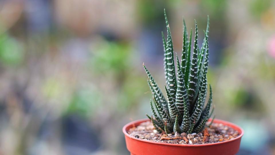 13) Haworthia