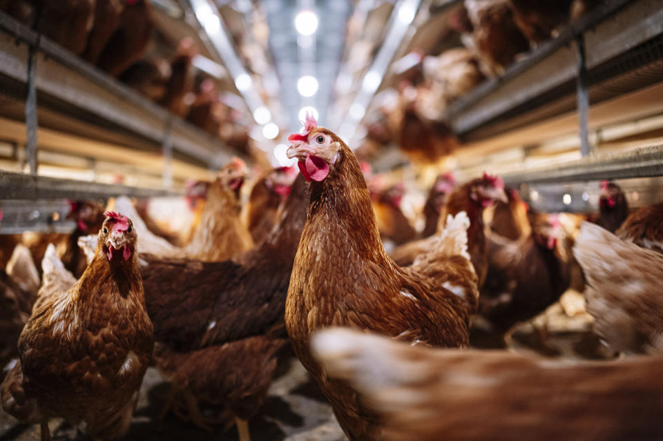 Indoor farm of hens that lay eggs.