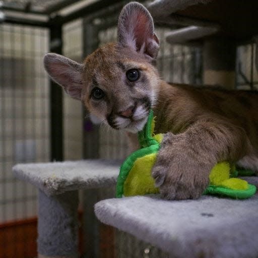 The Southwest Wildlife Conservation Center in Scottsdale, Arizona, began permanently housing a pair of mountain lion cub siblings found near the White Mountains after their mother was killed. This file photo is dated Aug. 30, 2023.