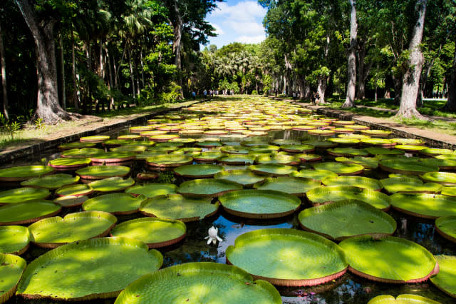 Giant water lilies in Pamplemousses garden - Mauritius