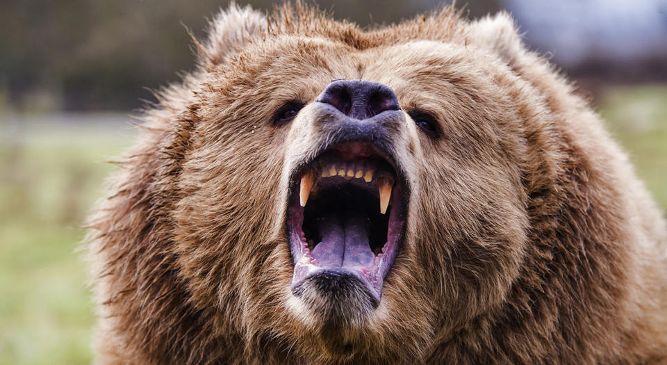 The bears continue to try to take down the market.