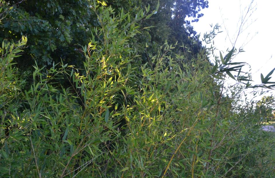 Canebreak bamboo, also known as giant cane, is one of only two bamboos native to North America and can be found growing in Ohio.