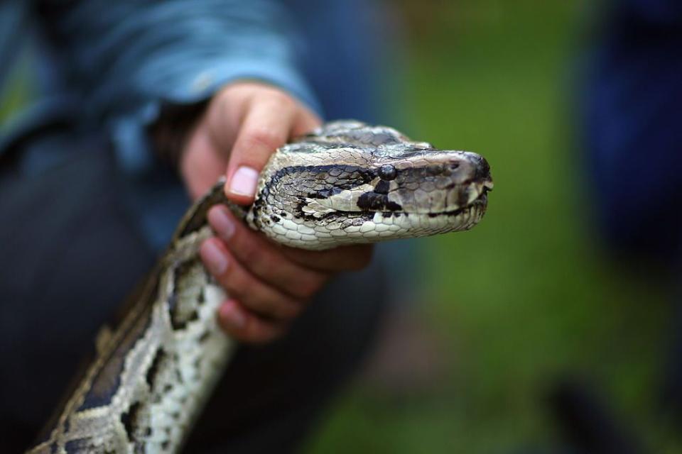 FILE PHOTO: A man in Utah is accused of not having permits to own 20 Burmese pythons.