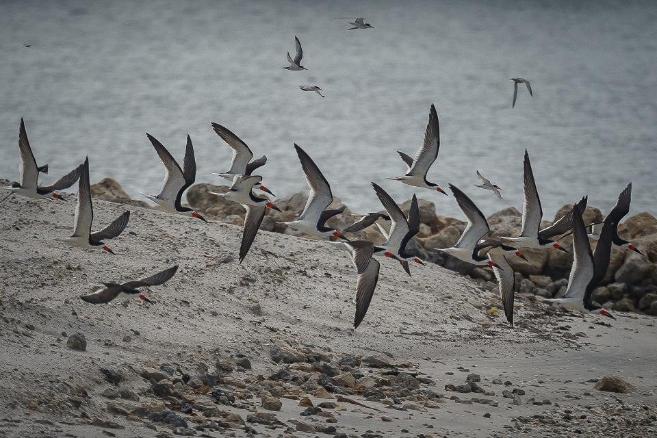 American oystercatchers take flight during a tour to look at mangrove planting sites on manmade islands in the Intracoastal Waterway off Lake Worth Beach and West Palm Beach, Fla., on Thursday, June 9, 2022.