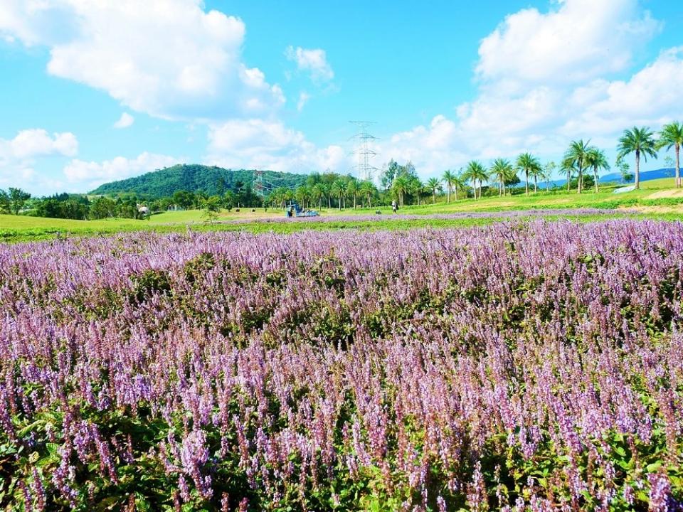 ▲花蓮農改場運用原生野花營造景觀與生態相關技術，已移轉輔導休閒農場業者應用。