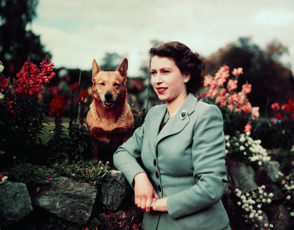 1952: Queen Elizabeth II of England at Balmoral Castle with one of her corgis on Sept. 28, 1952.