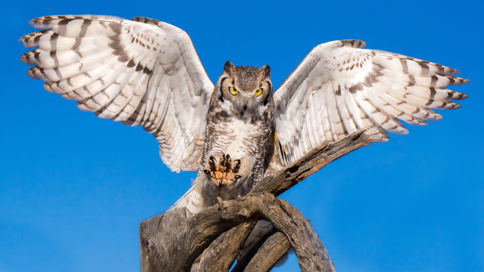 The great horned owl likely comes to mind when you're thinking of an owl with bright eyes and an impressive face. - Adobe Stock