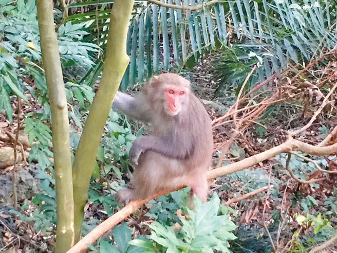 壽山國家公園獼猴經常對登山客搶食，呼籲遊客不要拉扯以確保安全。（林雅惠攝）