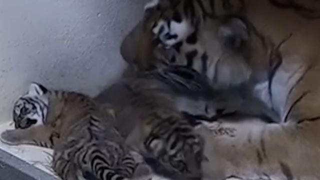 TODAY reveals names of twin tiger cubs at Toledo Zoo