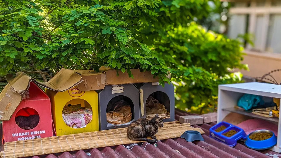 A row of brightly colored plastic cathouses with a cat outside