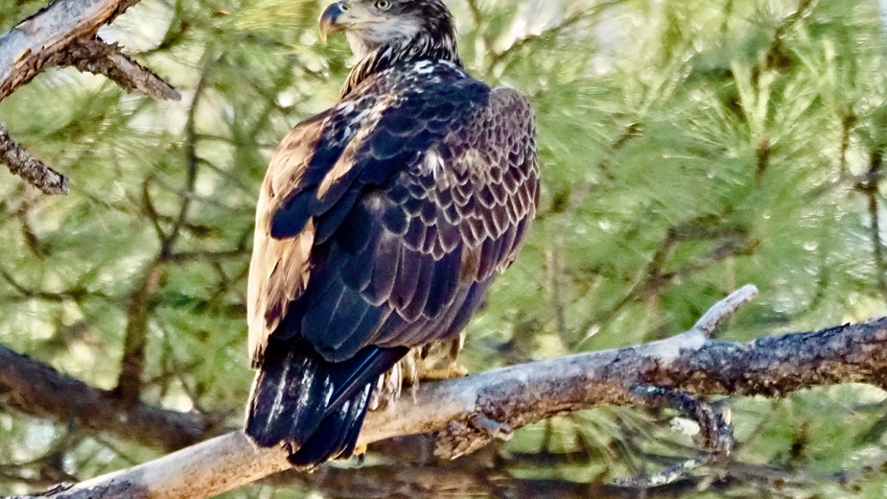 <div>Karen Shaw captured this beautiful shot of a juvenile American Bald Eagle at Goldwater Lake in Prescott, Arizona</div>