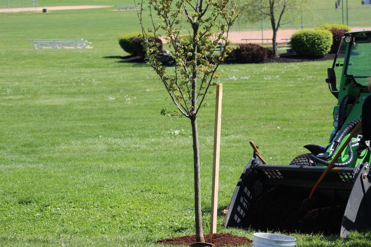 A new Emerald Sunshine Elm tree was planted at South Hills Park on Friday for the second annual Arbor Day Celebration sponsored by the Lebanon County Clean Water Alliance.