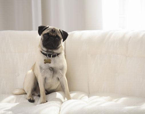 As soon as you bring your small dog home you need to begin toilet training. Once again, be sure not to get angry or yell if your pooch has an accident where he shouldn't. Get your dog into a routine as quickly as possible and praise him when he does the right thing.