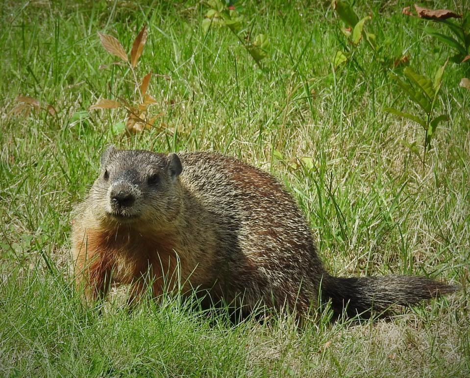 A woodchuck is also known as a groundhog or a whistle pig or by its scientific name Marmota monax. It has the widest distribution of any of the marmots in North America.