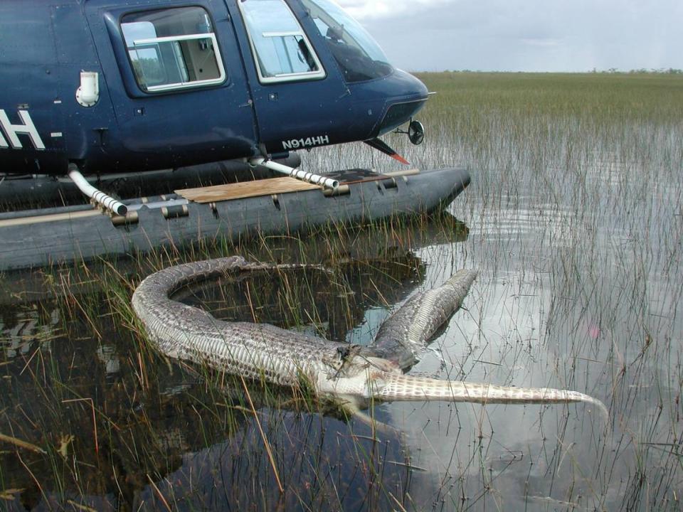 What happened when a python and an alligator tried to consume each other in the Everglades in 2005.