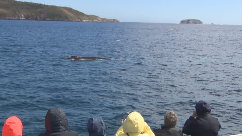 'It couldn't be a better day': Whales, icebergs delight tourists who brave the N.L. cold