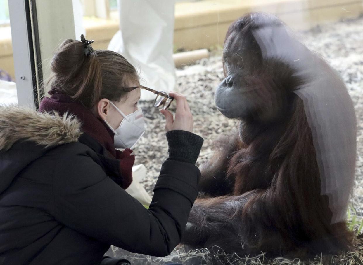 A visitor wears a mask while observing an orangutan at a zoo in Vienna, Austria.