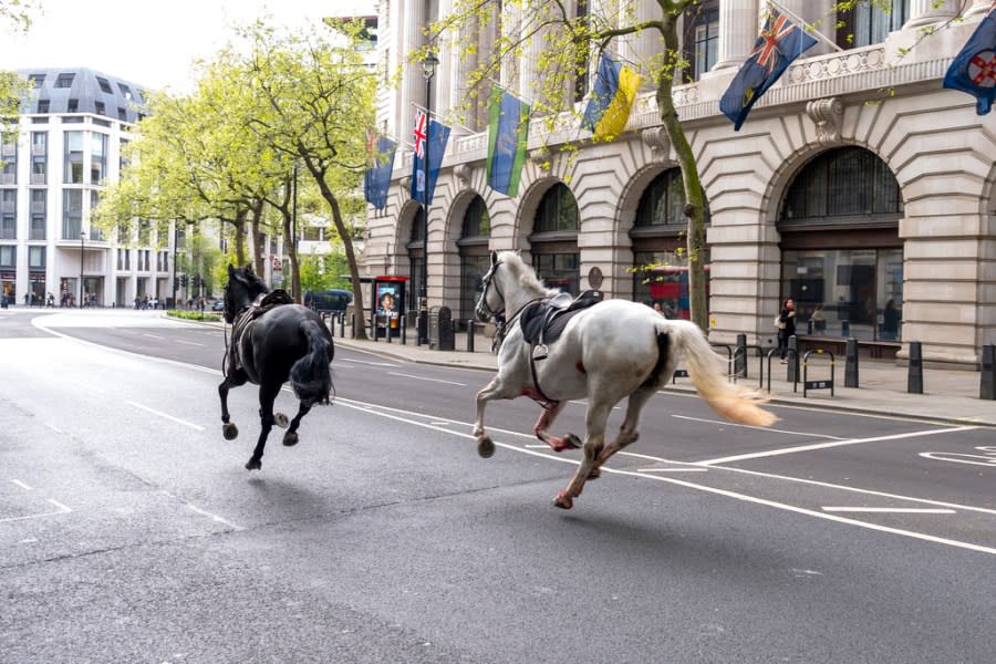 Two horses on the loose bolt through the streets of London near Aldwych, on Wednesday April 24, 2024. (Jordan Pettitt/PA via AP)