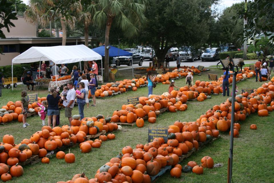 St. Peter's United Methodist Church in Wellington will open their pumpkin patch on Oct. 8. They will feature approximately 3,000 pumpkins and will have fresh-baked pumpkin bread for sale.