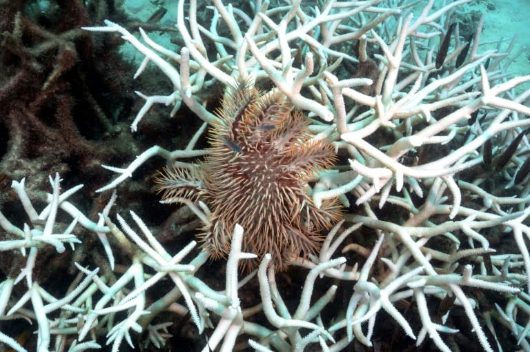 Une couronne d'épines se nourrissant de coraux décolorés autour de l'île de Koh Tao, dans la province de Surat Thani, le 15 juin 2024 au sud de la Thaïlande (AFP - Lillian SUWANRUMPHA)