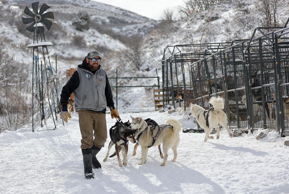 Luna Lobos Dog Sledding owner Fernando Ramirez works with sled dogs at Rancho Luna Lobos in Peoa, Utah on Thursday, Jan. 11, 2024. | Kristin Murphy, Deseret News