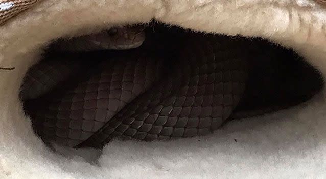 The snake was attempting to take a nap inside the snuggly UGG. Source: Snake Catchers Adelaide.