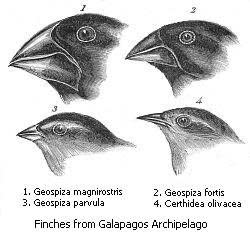加拉巴哥群島的13個雀鳥主要的特徵差異在於鳥喙的形狀，達爾文認為，這是自然選擇造成的演化結果。（wikipedia/public domain）