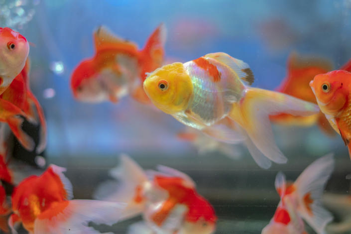 Poisson dans un réservoir.