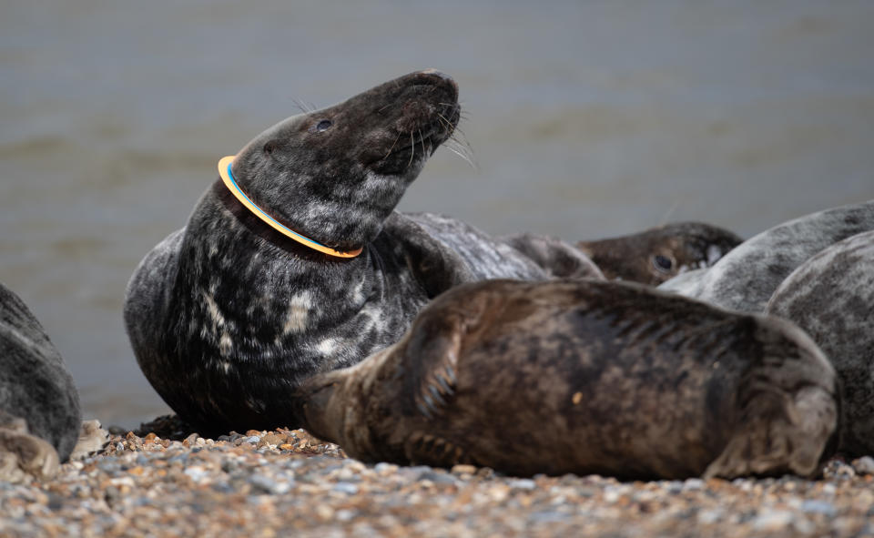 A grey seal with a plastic frisbee stuck around its neck amongst the colony on the beach at Horsey in Norfolk (PA)