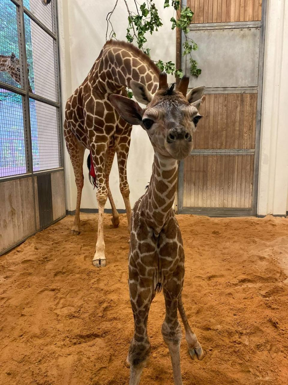 The North Carolina Zoo’s 13-year-old giraffe Leia gave birth to her calf — already about six feet tall — on Saturday, May 20, 2023. The giraffe has not been named yet.