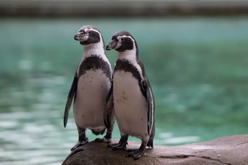 Two penguins at London Zoo
