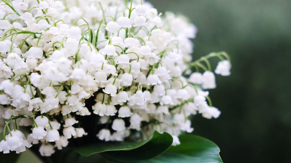 spring collection of holiday cards with white delicate early flowers floral background